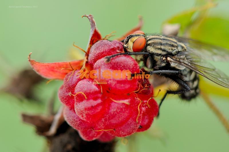 Як розпізнати малинову муху і методи боротьби з комахами (інсектициди, народні засоби, відлякувачі) – профілактичні заходи