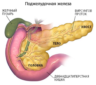 Як розташовані внутрішні органи у людини в черевній порожнині і не тільки? Анатомія чоловіків і жінок в картинках з підписами