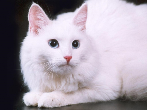 Ангорська кішка походження породи, догляд і харчування