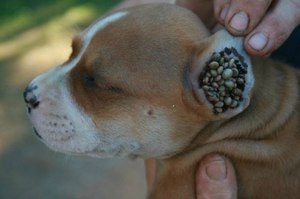 Пироплазмоз у собак симптоми, лікування, профілактика