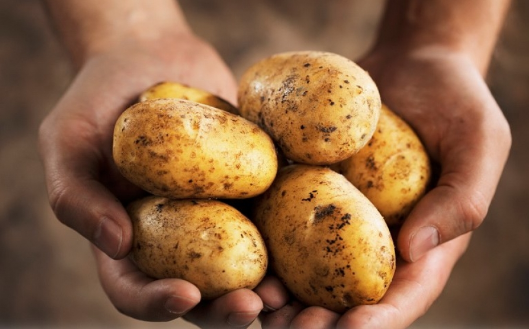 Лікування геморою картоплею Картопля при геморої Картопля від геморою: лікування і свічки з картоплі