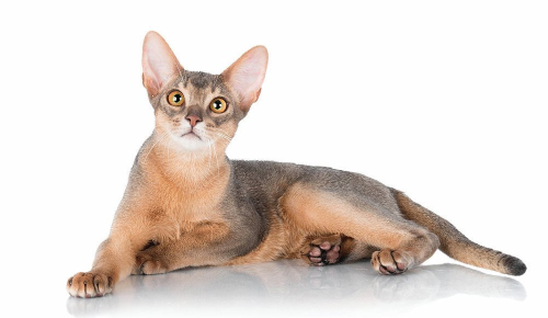 Абіссінська кішка – компаньйон фараонів c грайливою вдачею