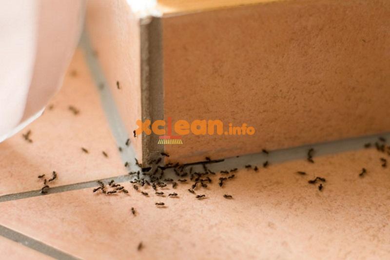 Швидко і ефективно виводимо мурах з квартири або будинку назавжди (народні засоби і куповані препарати) – профілактичні заходи