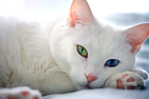 Ангорська кішка походження породи, догляд і харчування