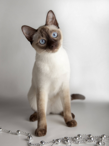 Тайська кішка сил пойнт – кішка повна витонченості, розуму і краси