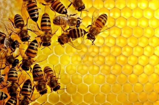 Мед при геморої: лікування геморою медом