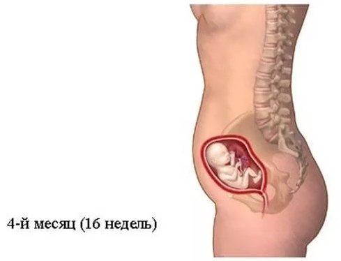 Тягне живіт на 16 тижні вагітності Часто тягне низ живота