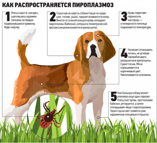 Пироплазмоз у собак симптоми, лікування, профілактика