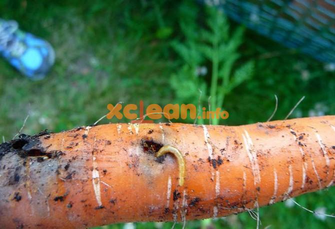 Опис морквяної мухи, а також методи боротьби; чому шкідник зявляється і як визначити зараження; профілактичні заходи і народні засоби; інструкція з відео