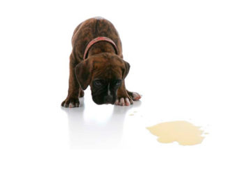 Нетримання сечі у собаки: причини, лікування та профілактика