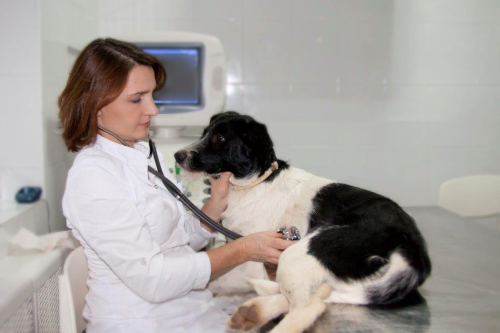 Цистит у собаки основні симптоми і способи лікування