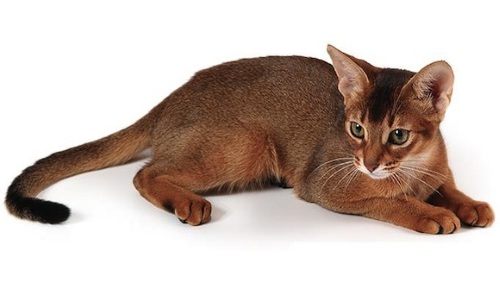 Абіссінська кішка – компаньйон фараонів c грайливою вдачею
