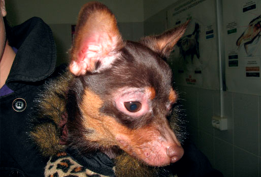 Демодекоз у собак причини виникнення і лікування
