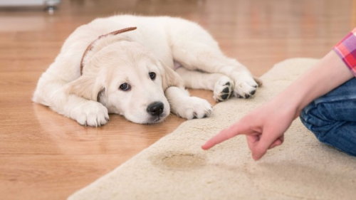 Нетримання сечі у собаки: причини, лікування та профілактика