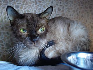 Панлейкопенія у кішок симптоми і лікування в домашніх умовах