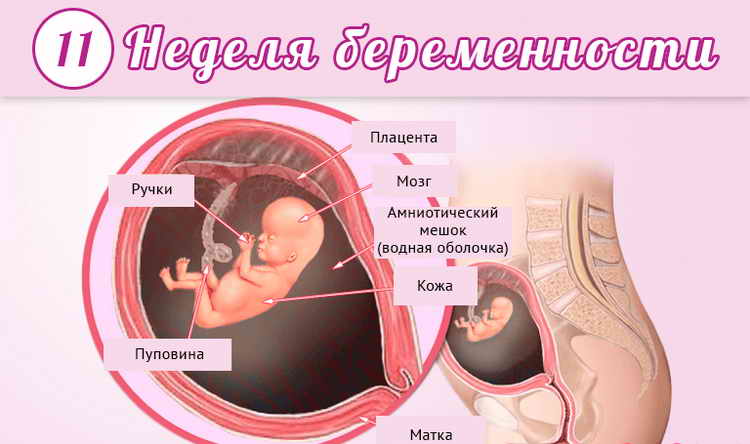 11 тиждень вагітності (1 й триместр) — мама і малюк