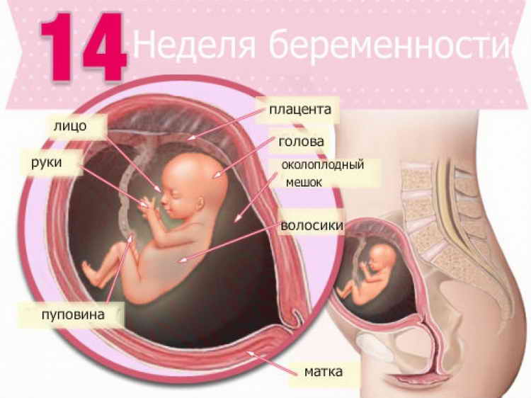 14 тиждень вагітності (2 й триместр) – мама і малюк