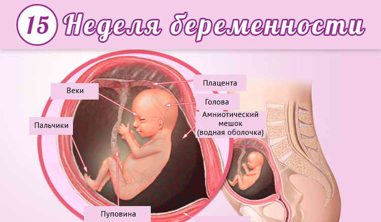 15 тиждень вагітності (2 й триместр) – мама і малюк