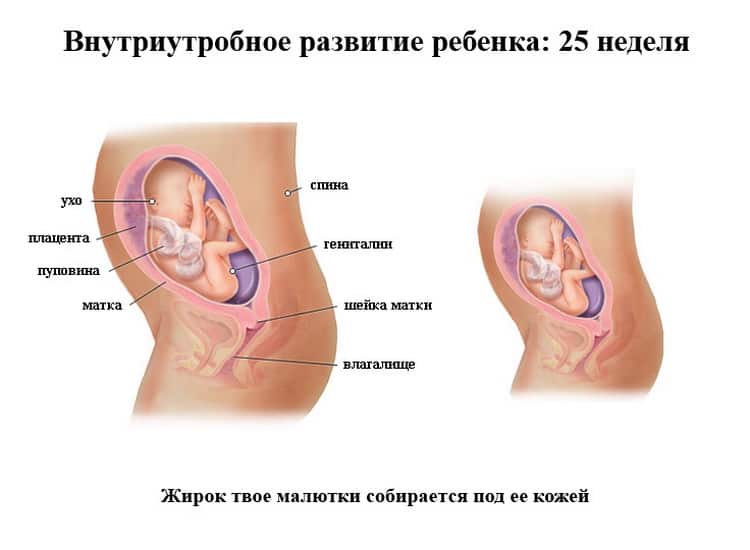 25 я тиждень вагітності – що відбувається з малюком і мамою
