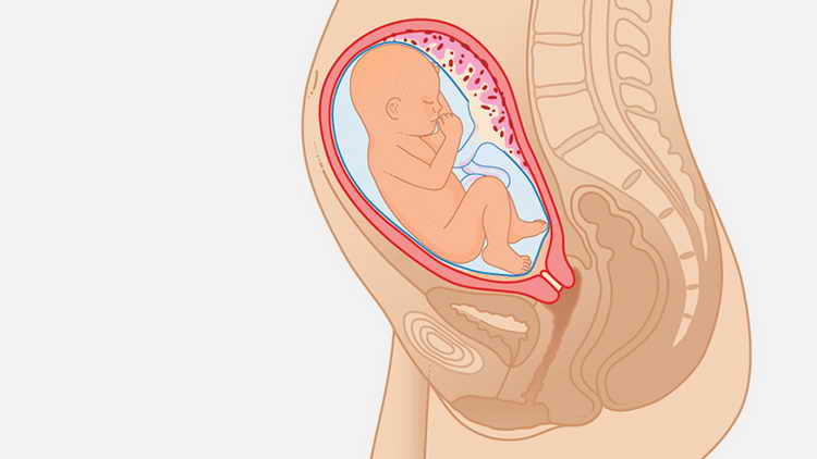 28 тиждень вагітності (3 й триместр) — мама і малюк
