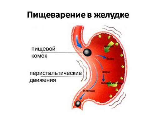 Травлення в шлунку та кишечнику — процес перетравлення