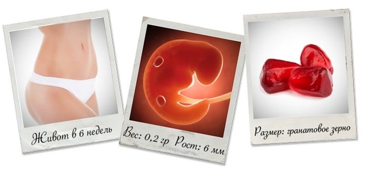 6 тиждень вагітності (1 й триместр) — мама і малюк