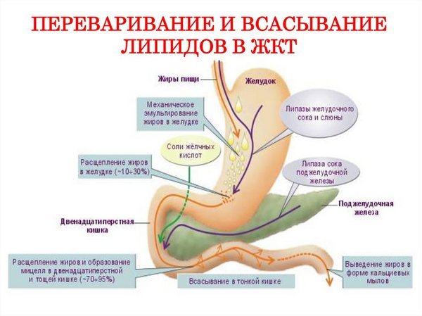 Травлення в шлунку та кишечнику — процес перетравлення