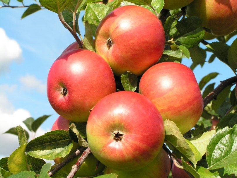 Хвороби яблунь: опис з фотографіями і способи лікування