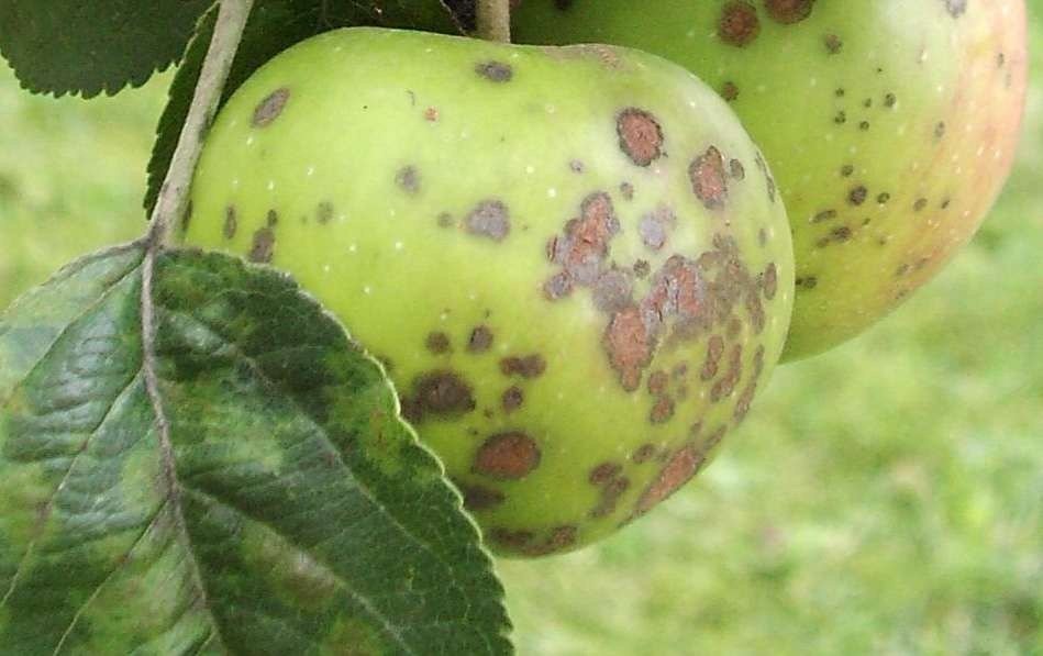 Хвороби яблунь: опис з фотографіями і способи лікування