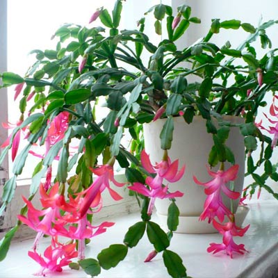 Квітка Декабрист (Шлюмбергера): догляд в домашніх умовах, фото, відео
