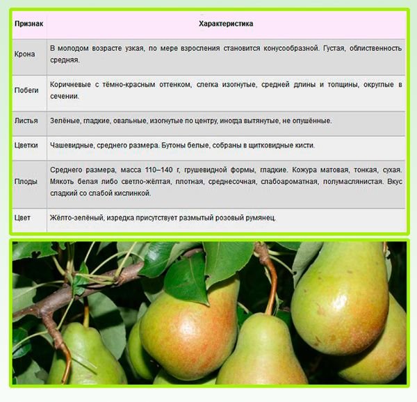 Груша Чижовская: опис сорти, вирощування і догляд