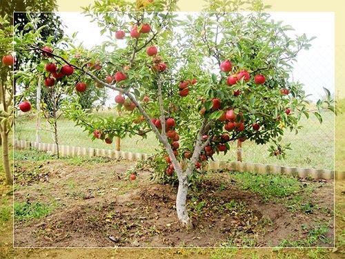 Карликові яблуні: опис сортів, посадка і догляд