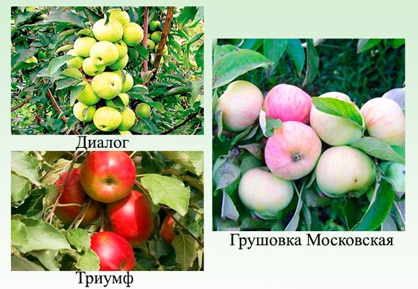 Колоновидні яблуні: опис сортів та врожайність