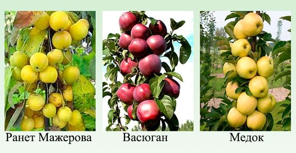 Колоновидні яблуні: опис сортів та врожайність