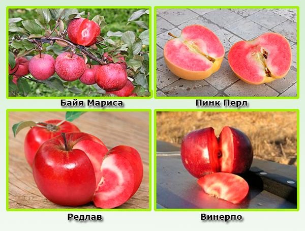 Червоні сорти яблук: опис сортів, терміни дозрівання і фото