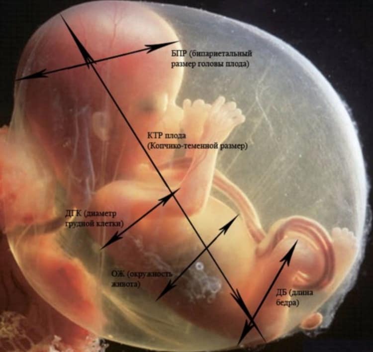 КТР плода під час вагітності — таблиця по тижнях
