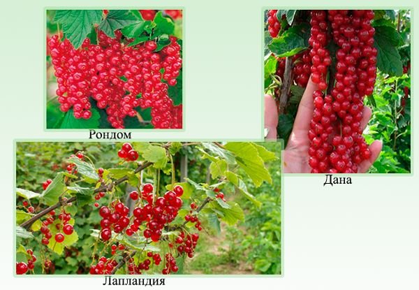 Кращі сорти червоної смородини: опис сортів та характеристики
