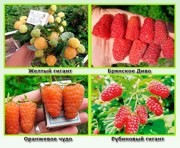 Кращі сорти малини для середньої смуги Росії з фото та описом