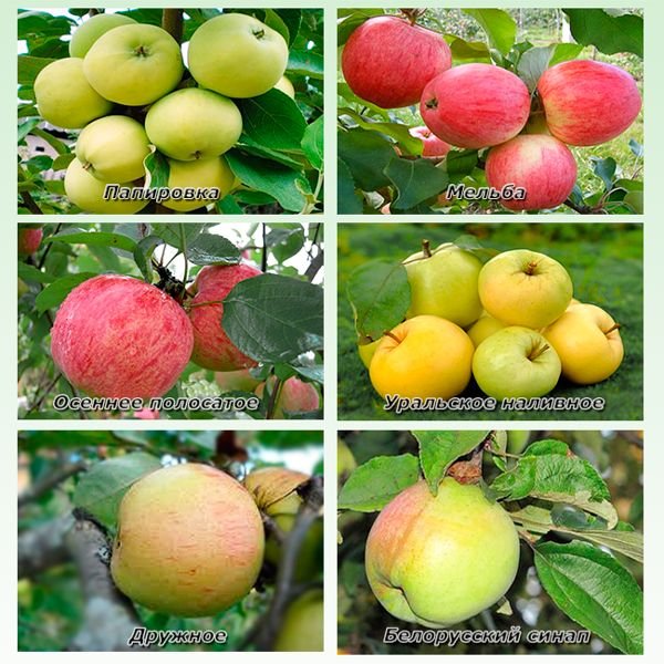 Кращі сорти яблунь для Ленінградської області з описом