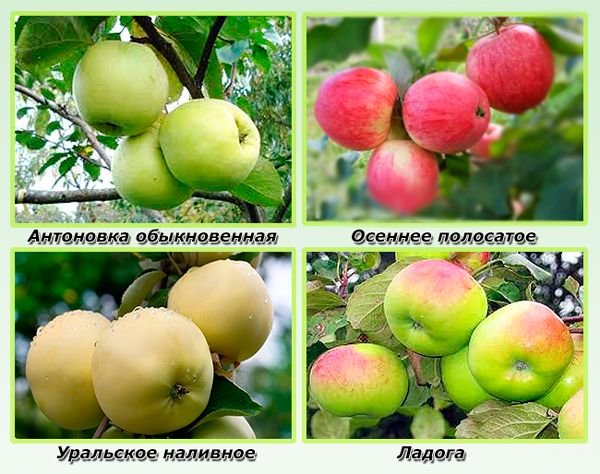 Кращі сорти яблунь для Ленінградської області з описом