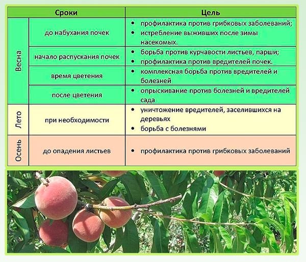 Підгодівля персика навесні, влітку і восени, методи внесення