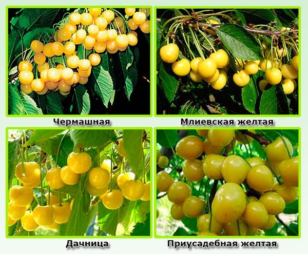 Черешня Желтая Описание Сорта Фото