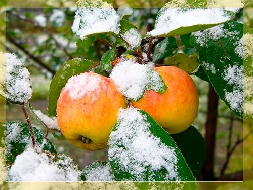 Зимові сорти яблунь: опис сортів та характеристики