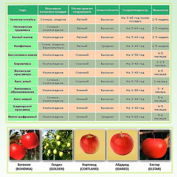 Зимові сорти яблунь: опис сортів та характеристики