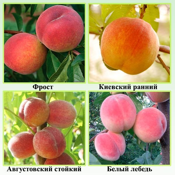 Зимостійкі сорти персиків: опис і характеристики сортів