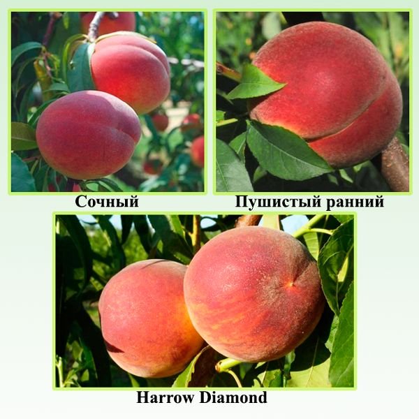 Зимостійкі сорти персиків: опис і характеристики сортів