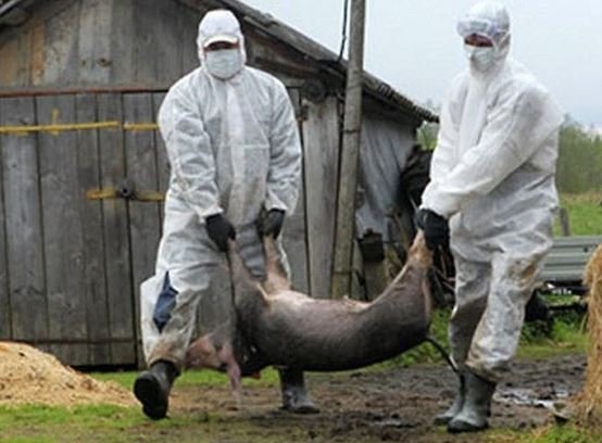 Африканська чума свиней (АЧС): симптоми і профілактика захворювання