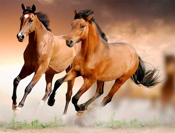 Ахалтекінська кінь: опис породи і характеристики