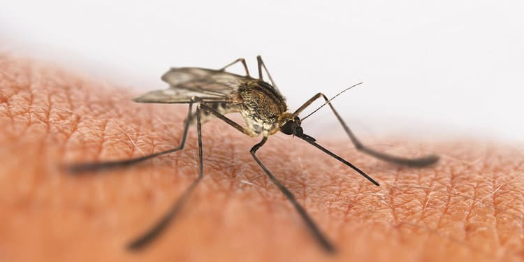 Алергія на укуси комарів у дітей