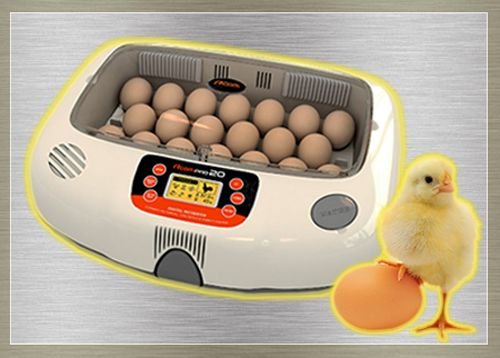 Автоматичний інкубатор для яєць: опис моделей та принцип роботи